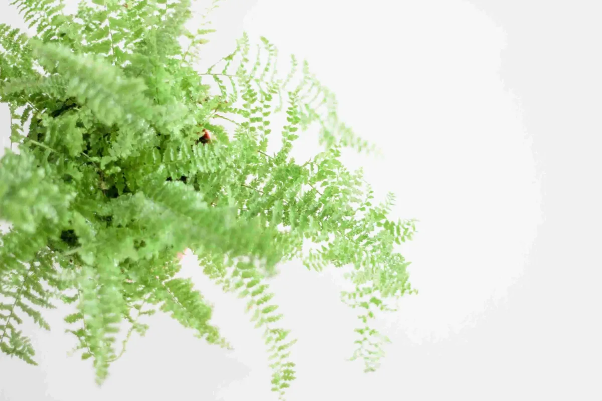 Dlaczego paprotka usycha? Praktyczne porady i rozwiązania