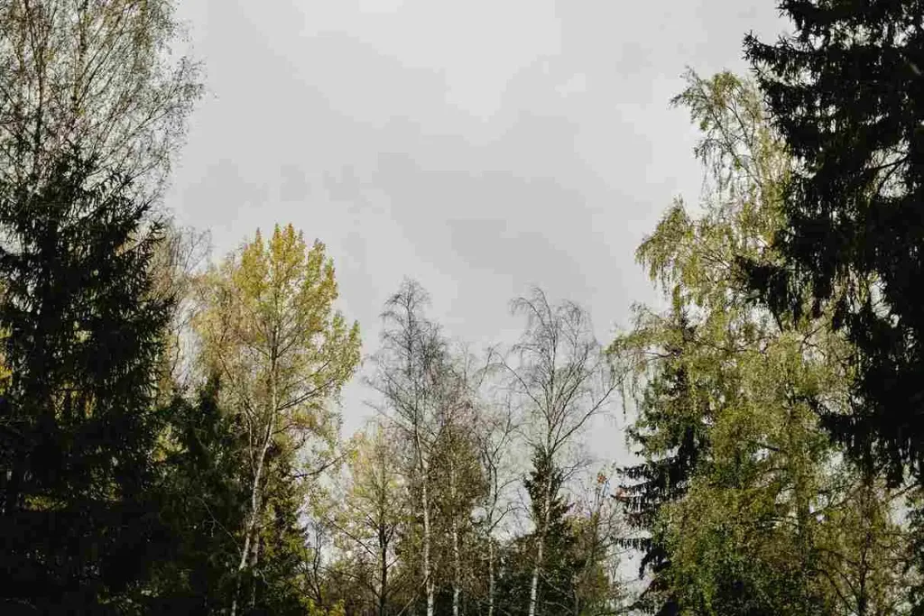 Jakie drzewo szybko rośnie w ogrodzie? Przegląd najlepszych gatunków!