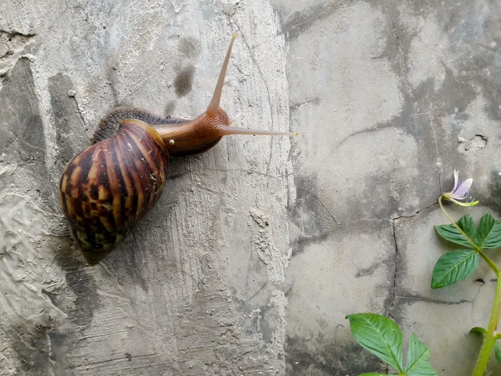 Masz ślimaki w ogrodzie? Podpowiemy ci jak się ich pozbyć!